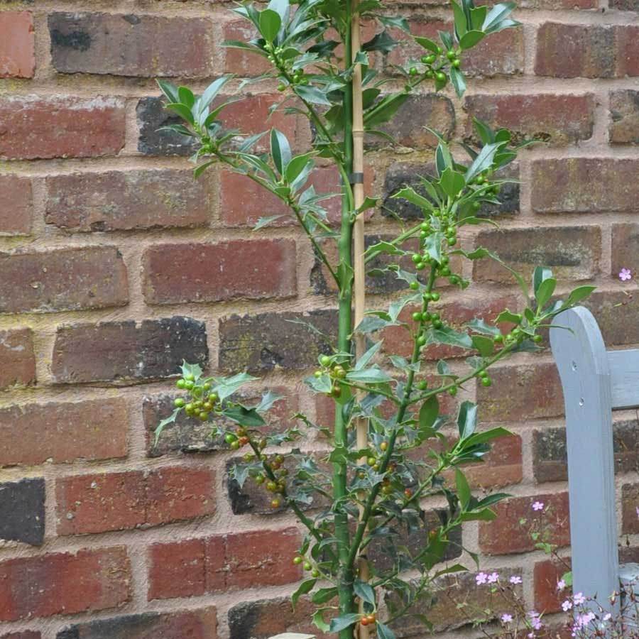 Alaska Holly Tree - Gardeners Club - Tree2mydoor