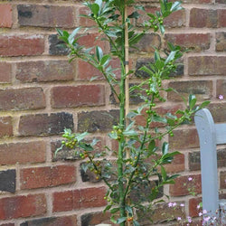 Alaska Holly Tree - Gardeners Club - Tree2mydoor