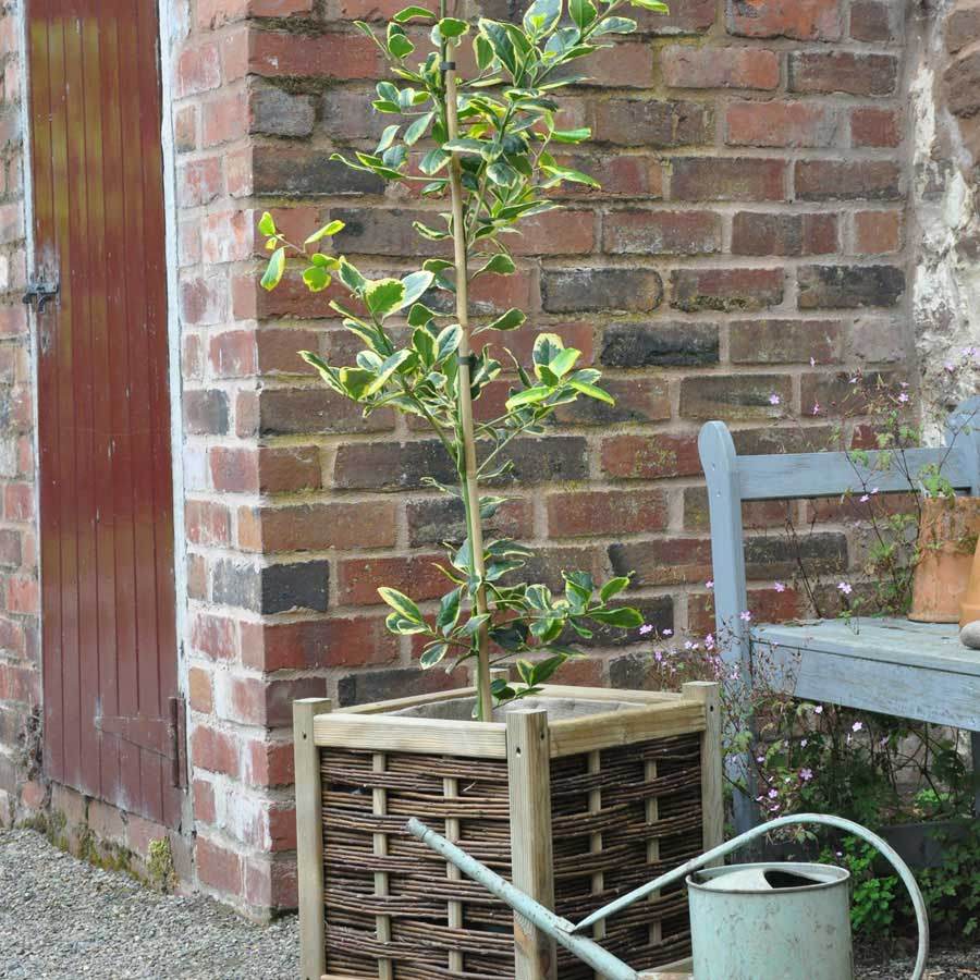 Golden King Holly Tree - Gardeners Club - Tree2mydoor