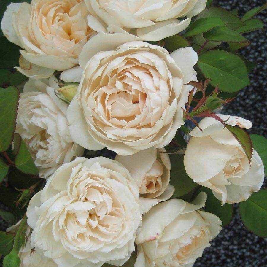 Home Sweet Home Rose Bush Gift
