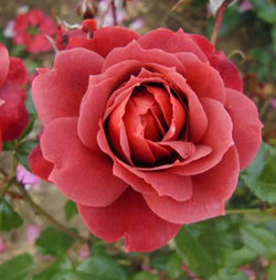 Hot Chocolate Standard Rose Gift - Rose Bush Gift - Tree2mydoor