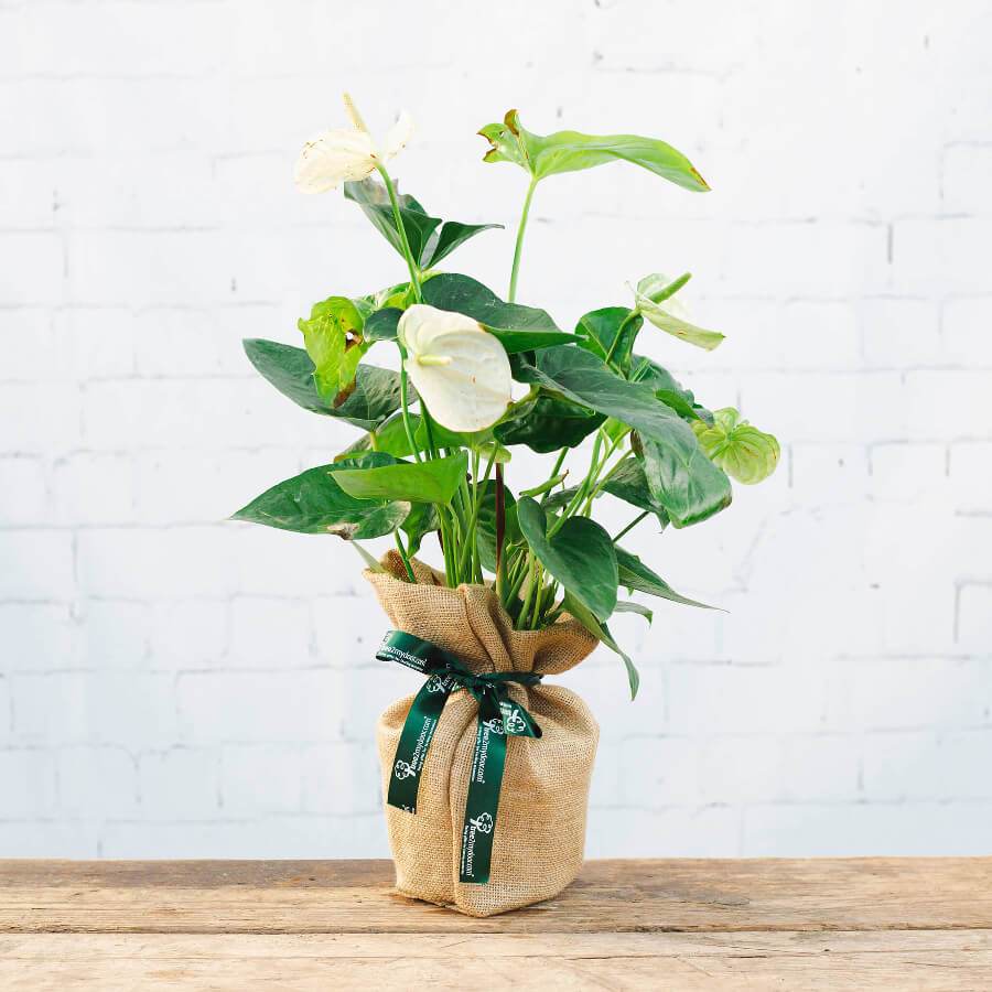 Large Anthurium Plant White - Indoor Plant Gift - Tree2mydoor