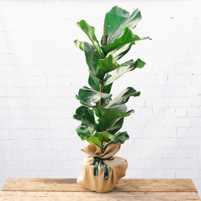 Image of a Fiddle Leaf Fig gift with Hessian wrap