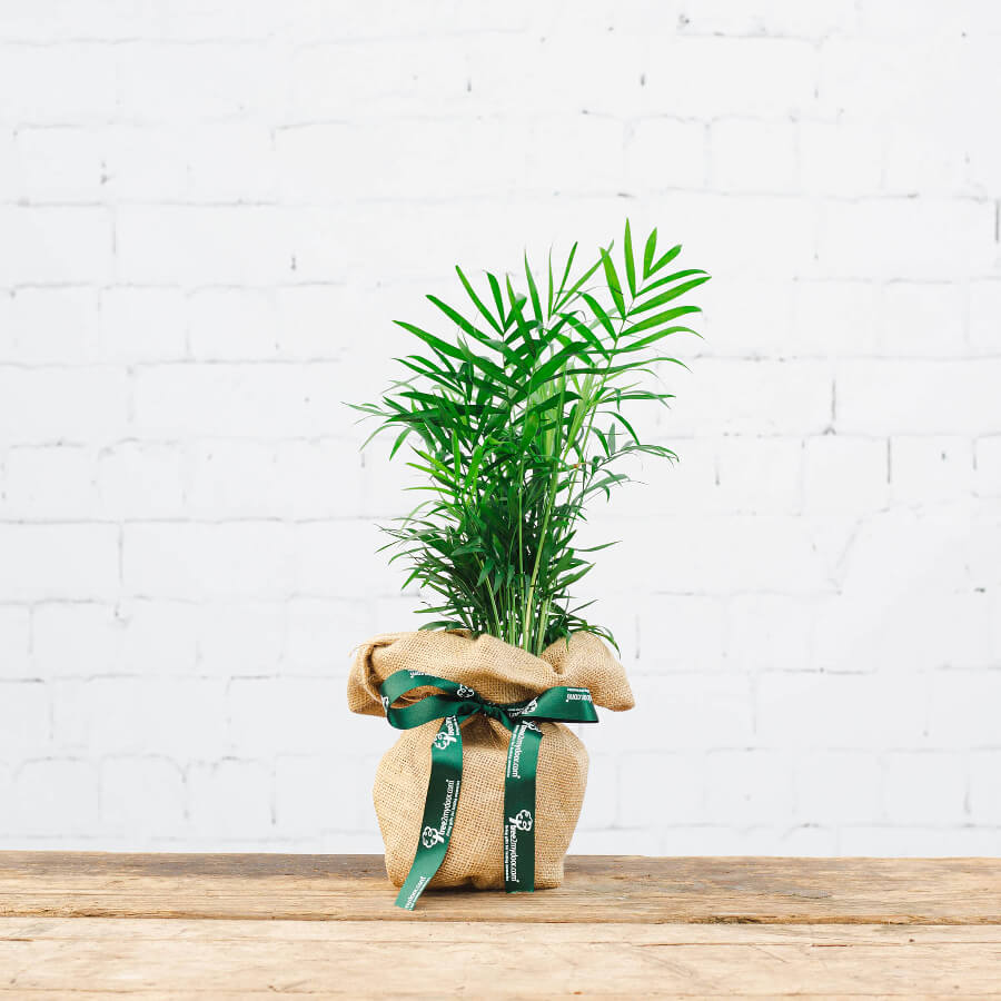 Image of a Parlour Palm with hessian wrap