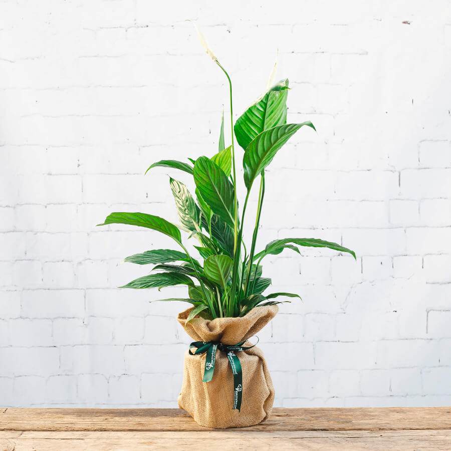 Large Peace Lily Plant - Indoor Plant Gift - Tree2mydoor