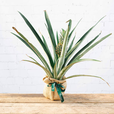 Pineapple plant gift with hessian wrap