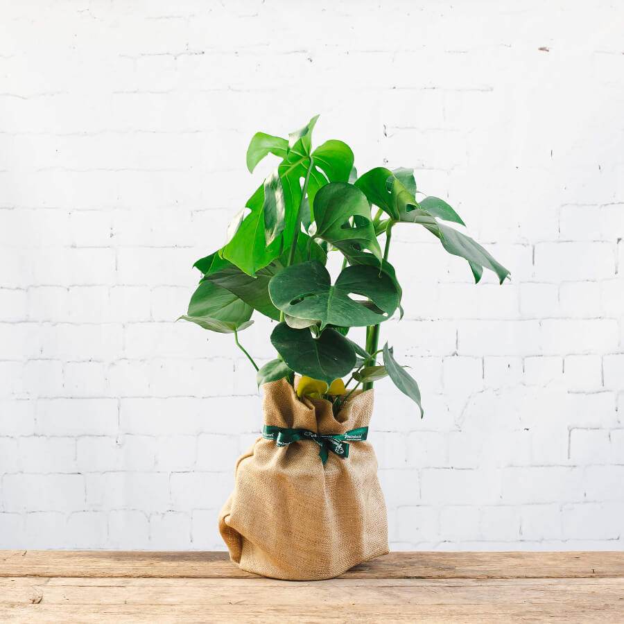 Large Swiss Cheese Plant - Indoor Plant Gift - Tree2mydoor