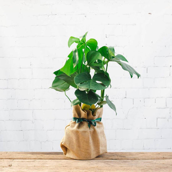 Image of a Large Swiss Cheese Plant with hessian wrap