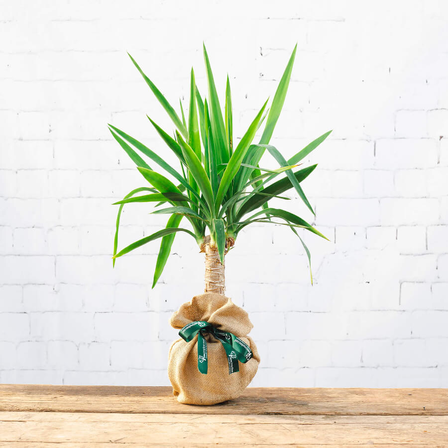 Image of a Yucca Gift with Hessian wrap