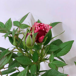 I Love You Patio Rose Gift - Rose Bush Gift - Tree2mydoor