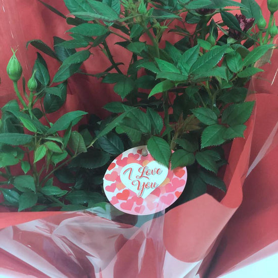 Gift Wrapped I Love You Patio Rose Bush