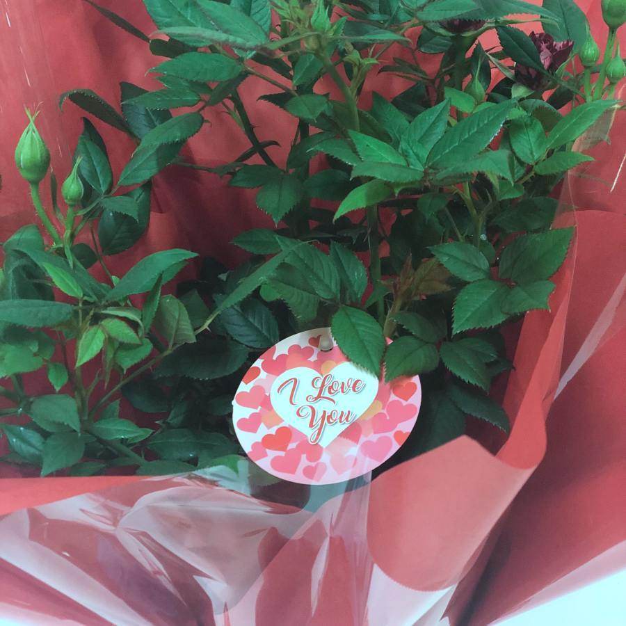 I Love You Patio Rose Gift - Rose Bush Gift - Tree2mydoor