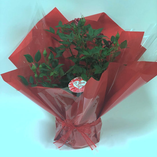 I Love You Patio Rose Gift