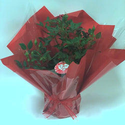 I Love You Patio Rose Gift - Rose Bush Gift - Tree2mydoor