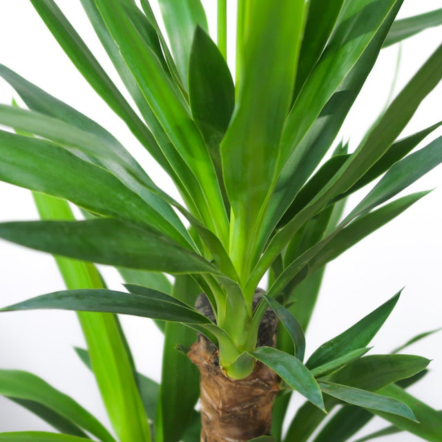 Buy Indoor Yucca Plants | Large Yucca Plants for Sale UK