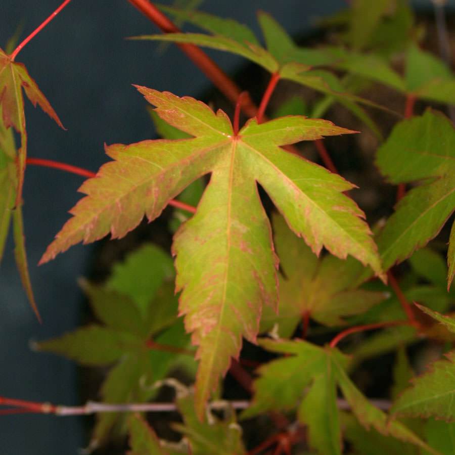 Isobel Japanese Maple Tree Gift - Acer Tree Gift - Tree2mydoor