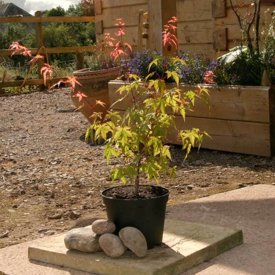 Isobel Japanese Maple Tree Gift - Acer Tree Gift - Tree2mydoor