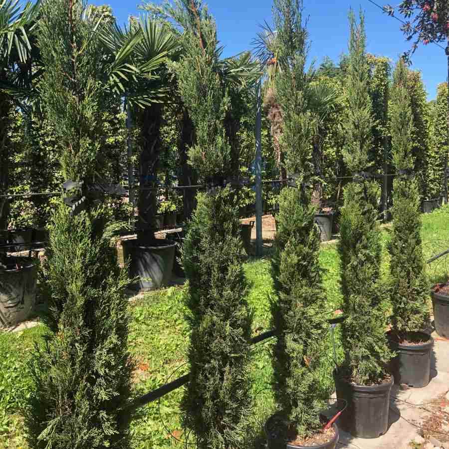 20L Cupressus sempervirens 1.5-1.75m 1 x Cupressus sempervirens - Gardeners Club - Tree2mydoor