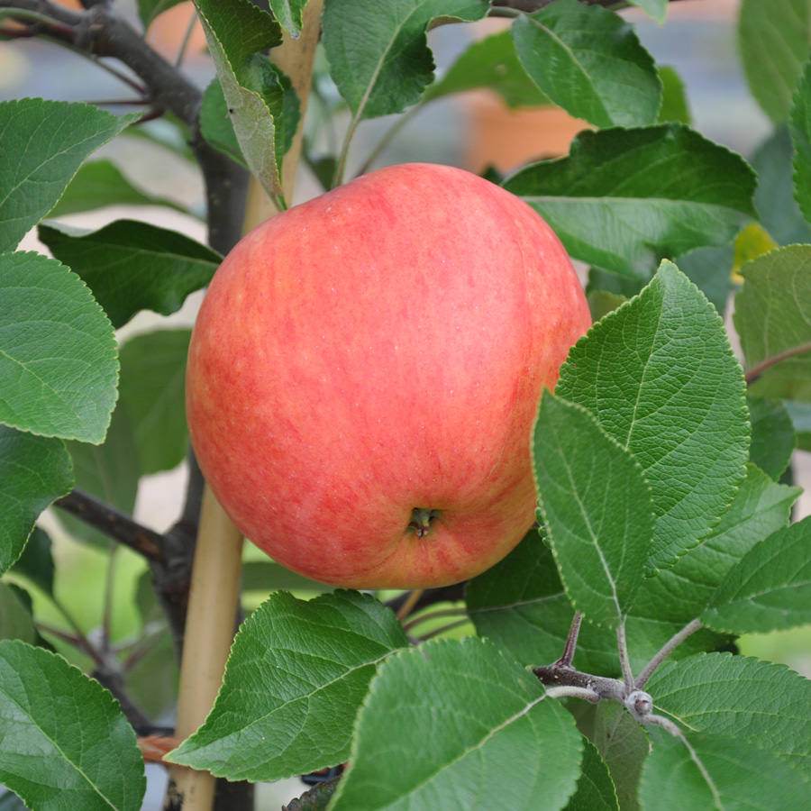 James Grieve Apple Tree Gift - Fruit Tree Gift - Tree2mydoor