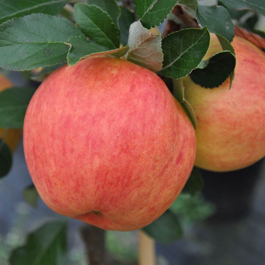 James Grieve Apple Tree Gift - Fruit Tree Gift - Tree2mydoor