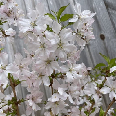 Japanese Alpine Cherry Tree Blossom