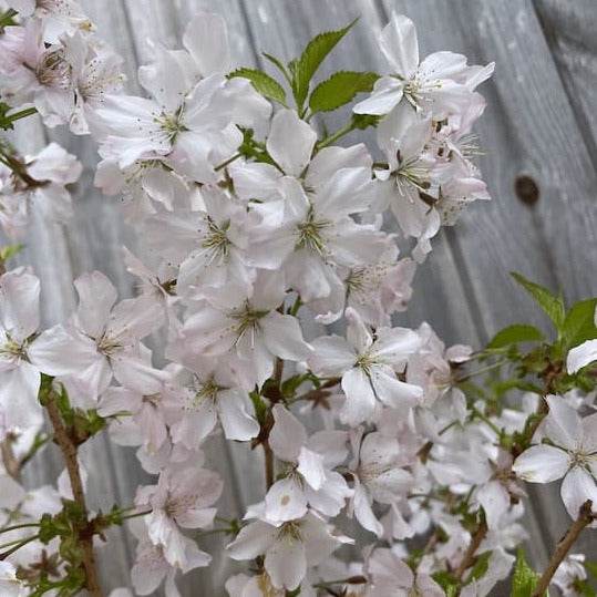Japanese Alpine Cherry Tree Gift Red - Flowering Tree Gift - Tree2mydoor