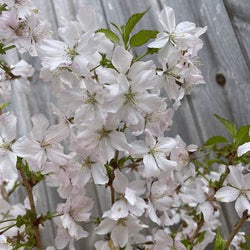 Japanese Alpine Cherry Tree Gift Red - Flowering Tree Gift - Tree2mydoor