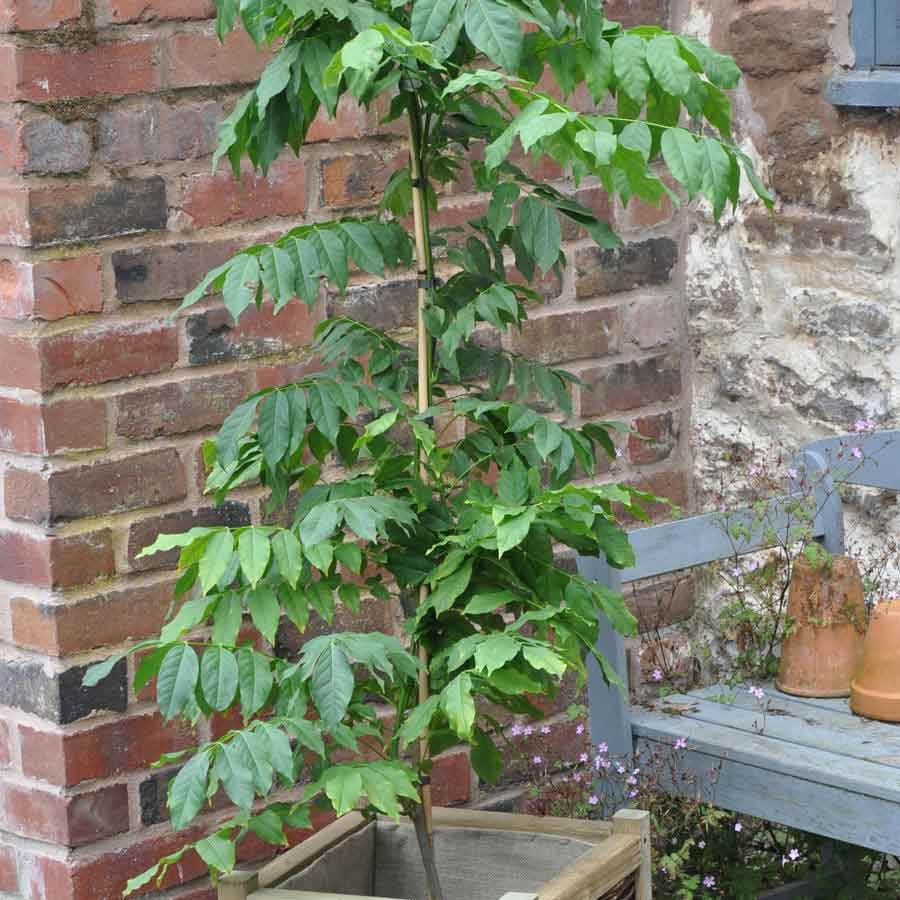 Japanese Blue Wisteria - Gardeners Club - Tree2mydoor