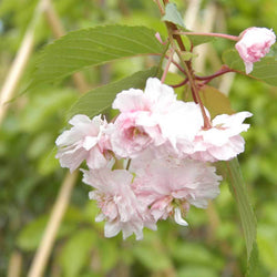 Japanese Flowering Cherry Tree Gift - Flowering Tree Gift - Tree2mydoor
