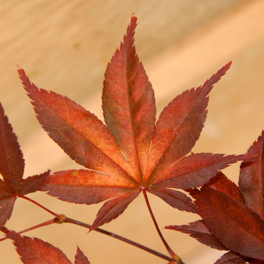 Fireglow Maple Leaves