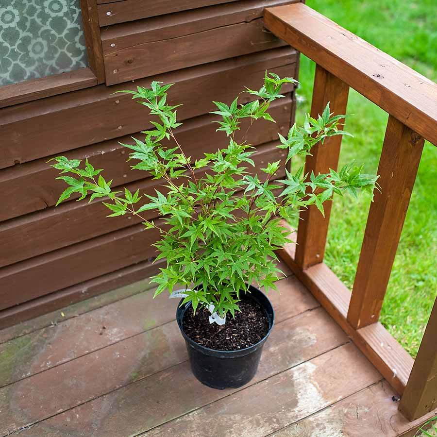 Japanese Sunrise Maple Tree Gift - Acer Tree Gift - Tree2mydoor