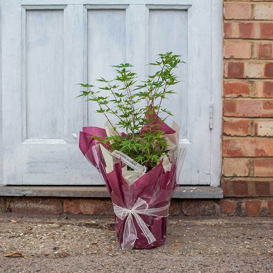 Japanese Sunrise Maple Tree Gift - Acer Tree Gift - Tree2mydoor