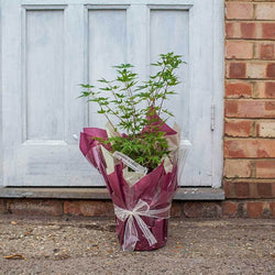 Japanese Sunrise Maple Tree Gift - Acer Tree Gift - Tree2mydoor