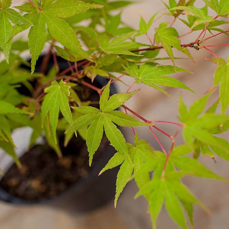 Japanese Sunrise Maple Tree Gift - Acer Tree Gift - Tree2mydoor