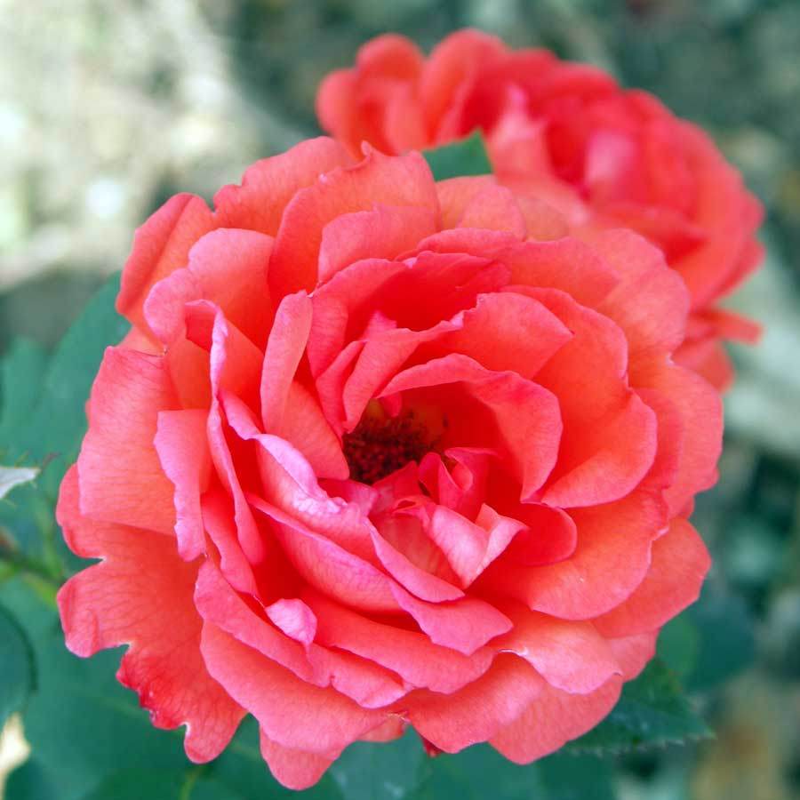 Just Married Rose Bush Gift - Rose Bush Gift - Tree2mydoor