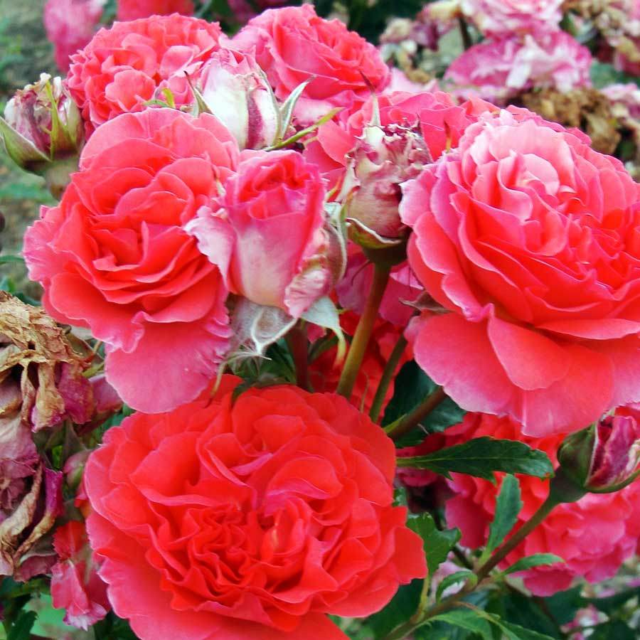 Just Married Rose Bush Gift - Rose Bush Gift - Tree2mydoor