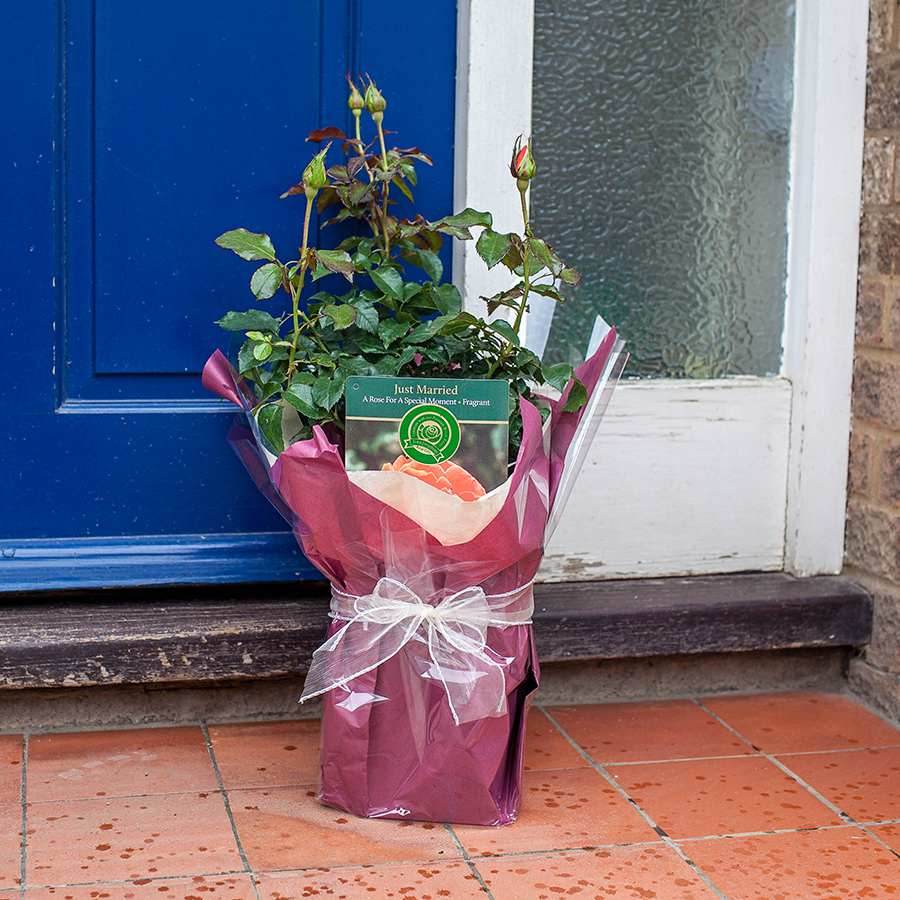 Just Married Rose Bush Gift - Rose Bush Gift - Tree2mydoor