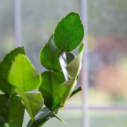 Kaffir Lime Tree Gift - Citrus Tree Gift - Tree2mydoor