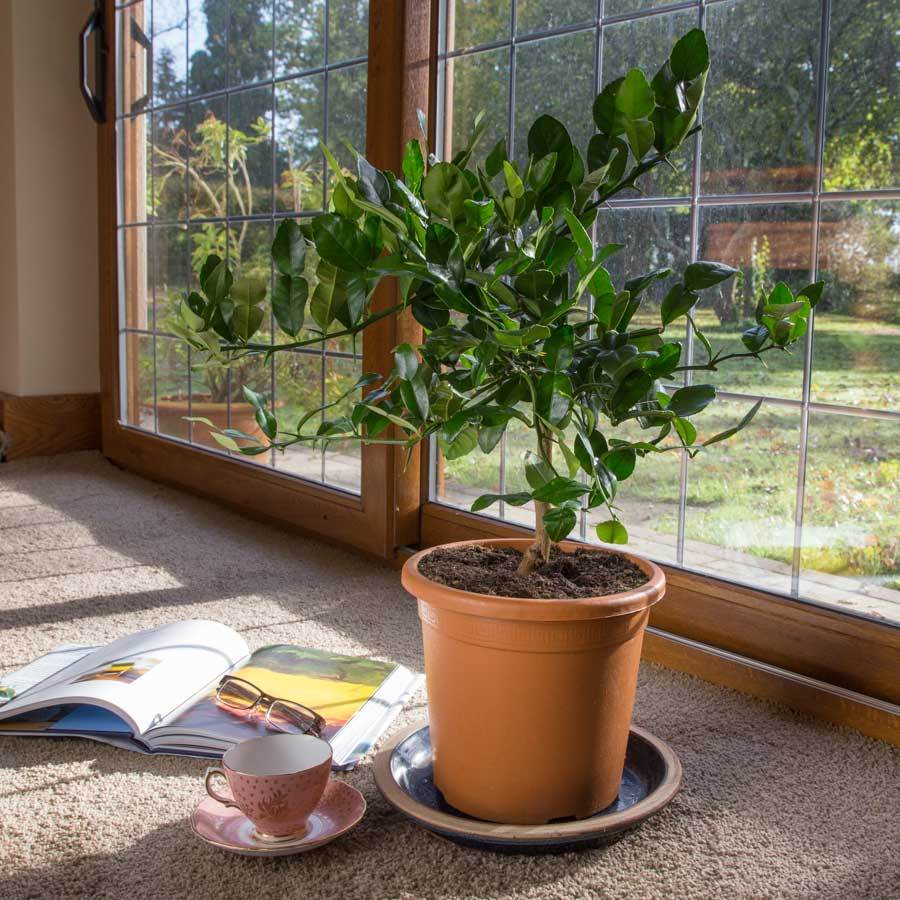 Kaffir Lime Tree Gift