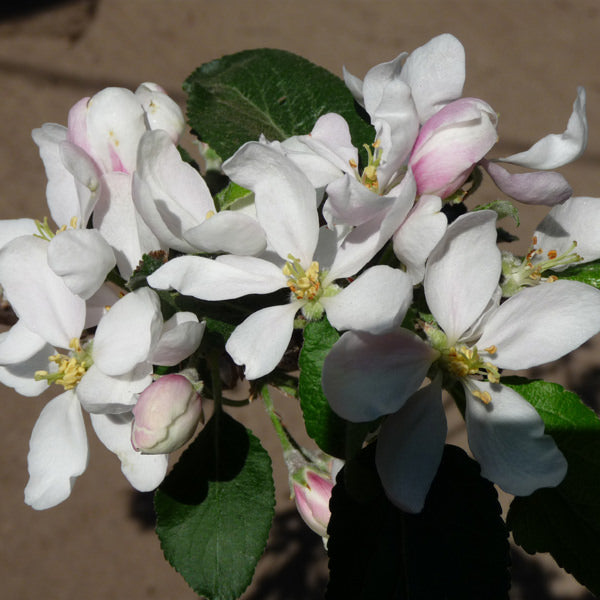 Katy Apple Tree Blossom
