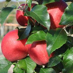 Katy Apple Tree Gift - Fruit Tree Gift - Tree2mydoor