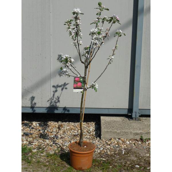 Katy Apple Tree Gift - Fruit Tree Gift - Tree2mydoor
