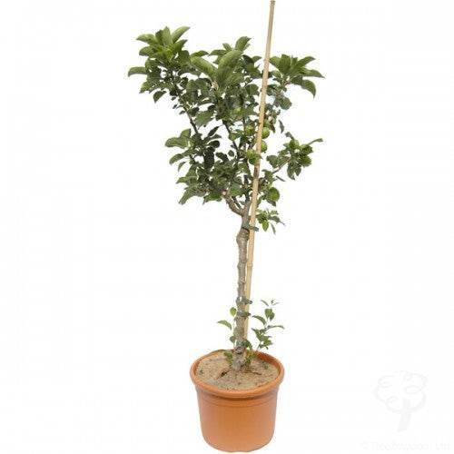 Dwarf Eating Apple Tree - Fruit Tree Gift - Tree2mydoor