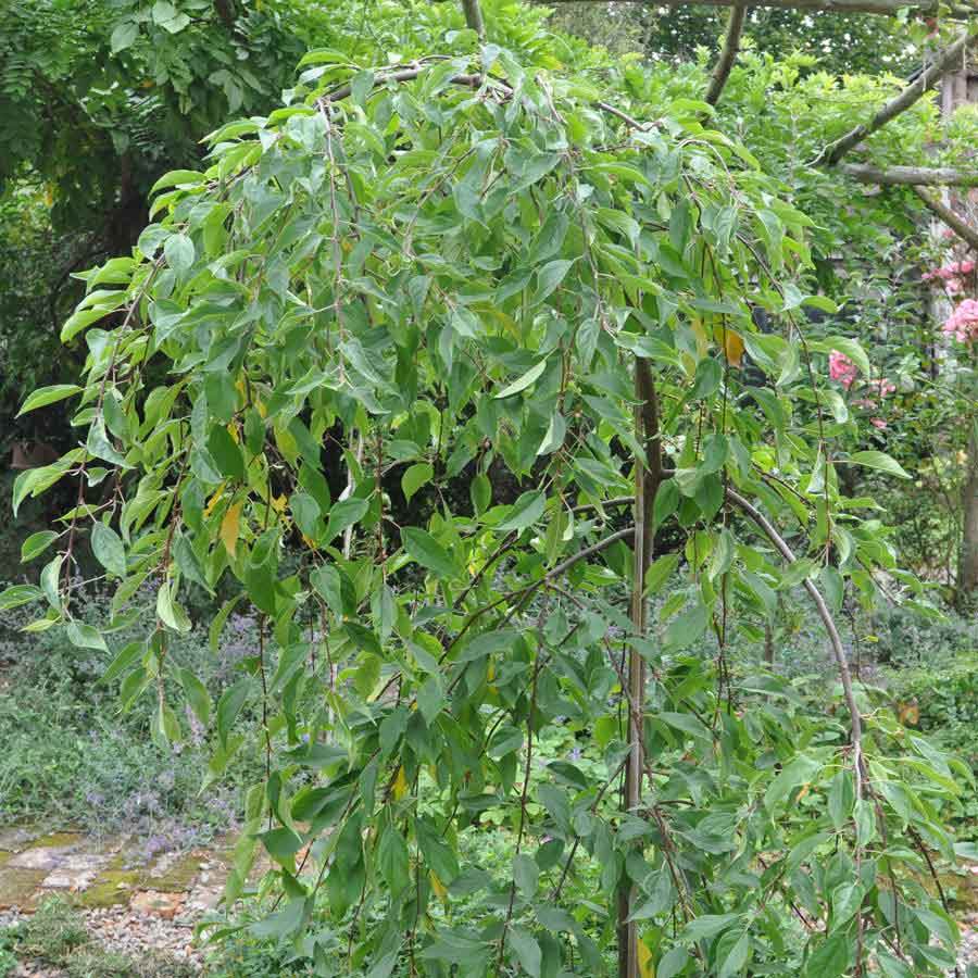 Kilmarnock Willow Tree Gift - Gardeners Club - Tree2mydoor