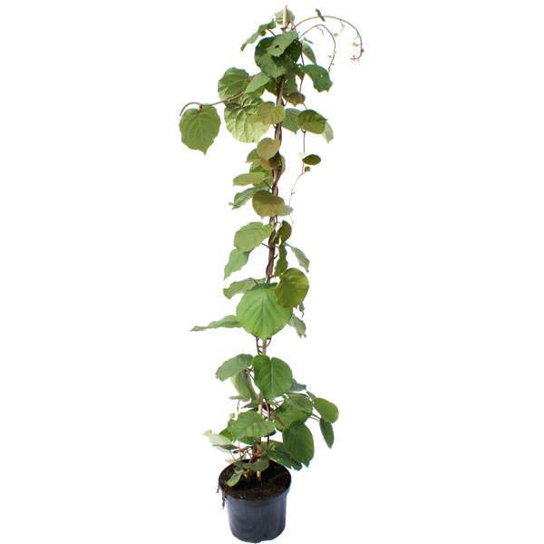 Kiwi Fruit Vine Gift - Vine - Tree2mydoor