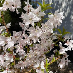 Fuji Cherry Tree Gift - Flowering Tree Gift - Tree2mydoor