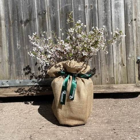 Fuji Cherry Tree Gift - Flowering Tree Gift - Tree2mydoor