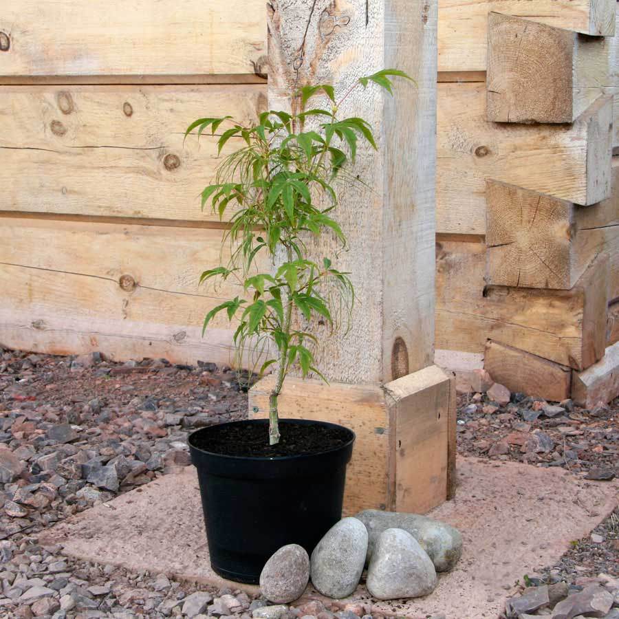 Koto no ito Japanese Maple Tree Gift - Acer Tree Gift - Tree2mydoor