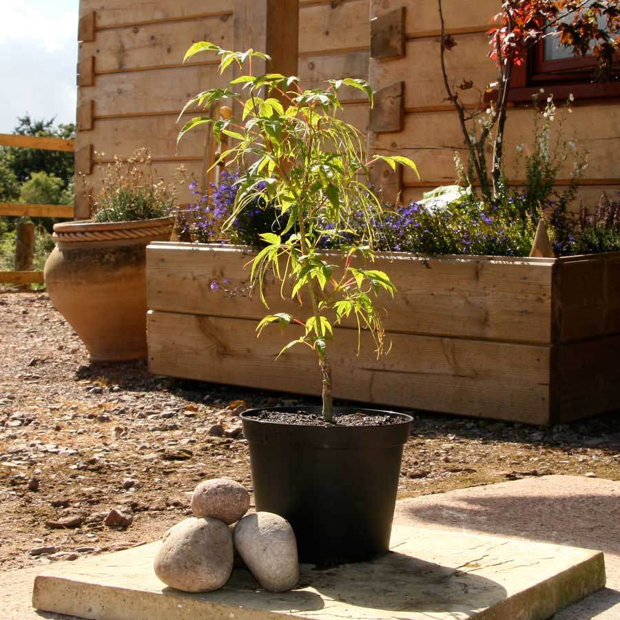 Koto no ito Japanese Maple Tree Gift - Acer Tree Gift - Tree2mydoor