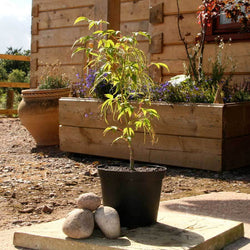 Koto no ito Japanese Maple Tree Gift - Acer Tree Gift - Tree2mydoor